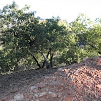 Diamante 2. Vegetation. Encino-roble.